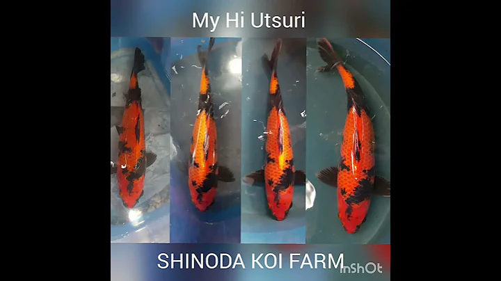 Shinoda koi farm hi utsuri