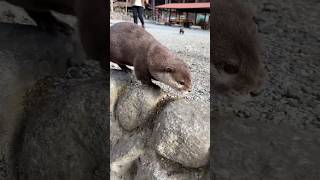 Свободная Выдра, Ати!😳😳 #Shorts #Aty #Otter #Watersausage