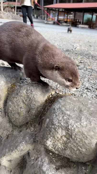 Free Otter, Aty!😳😳 #shorts #aty #otter #WaterSausage