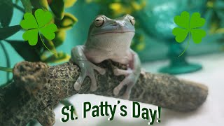 Happy St. Patty's Day! | Frog Room Tour by Hopp'in Help 561 views 3 years ago 10 minutes, 54 seconds