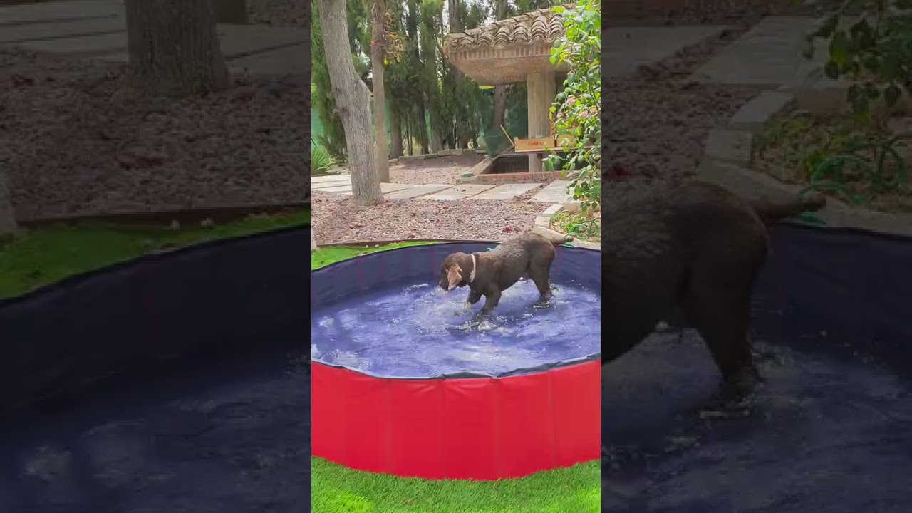 Nueva piscina para perros | Kobu Labrador chocolate