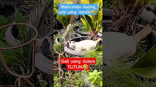Gali Yang Dalam Tutuncatpetskucinglucushortsviralcutefunnycatloversshortsfeedkucinglucu