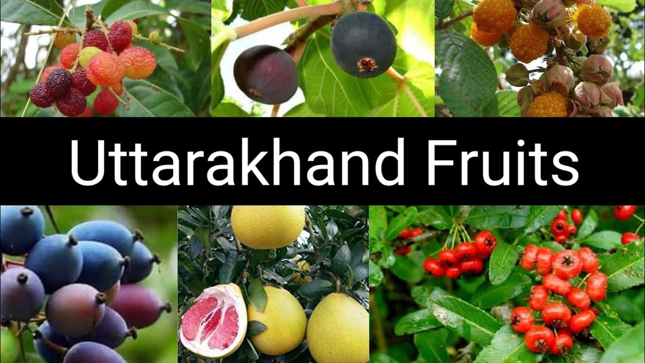 Uttarakhand Fruits उत्तराखंड पहाड़ी फल YouTube