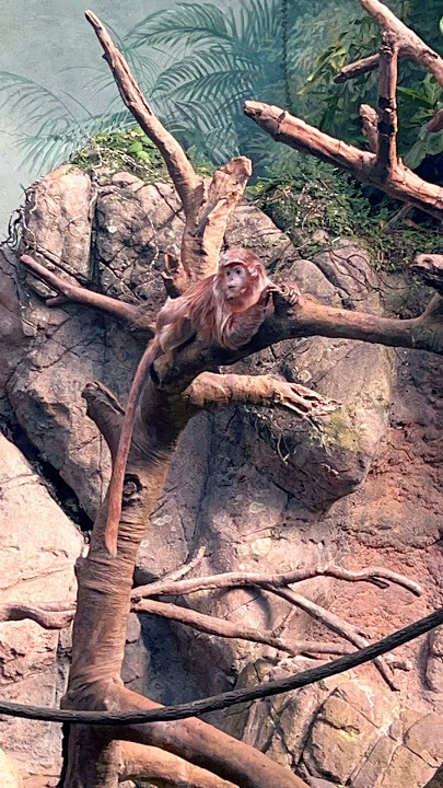 Animals from New York zoos 😁￼