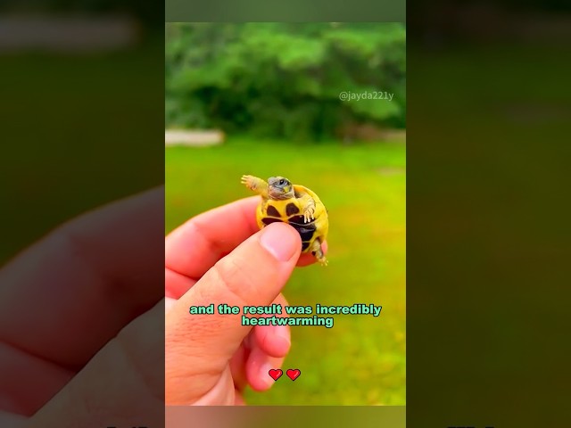 Turtle birth #shortvideo #rescue #cute #turtle #shorts class=