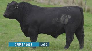 Orere Angus   Lot 3