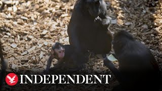 Critically endangered macaque monkey born at Chester Zoo