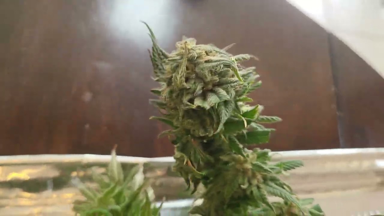 lightly trimed Cherry pie (ilgm) before drying