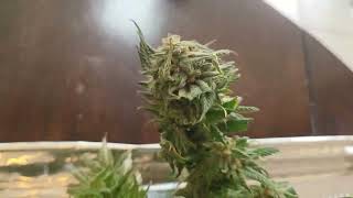 lightly trimed Cherry pie (ilgm) before drying
