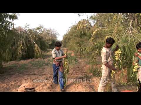 Video: 8 Faedah Teratas Makan Gooseberry India (Amla)