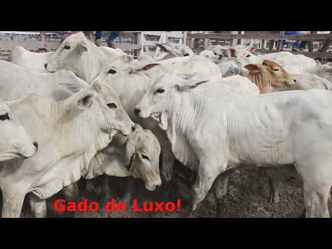 Festa Da Feira Do Gado 2025