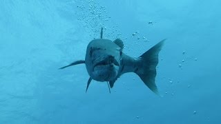Barracuda gets a taste of lionfish