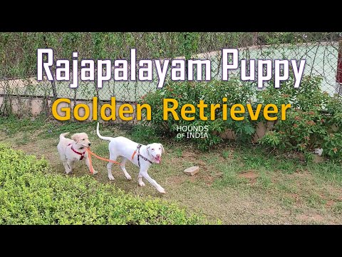 Golden Retriever walks Rajapalayam Funny Video