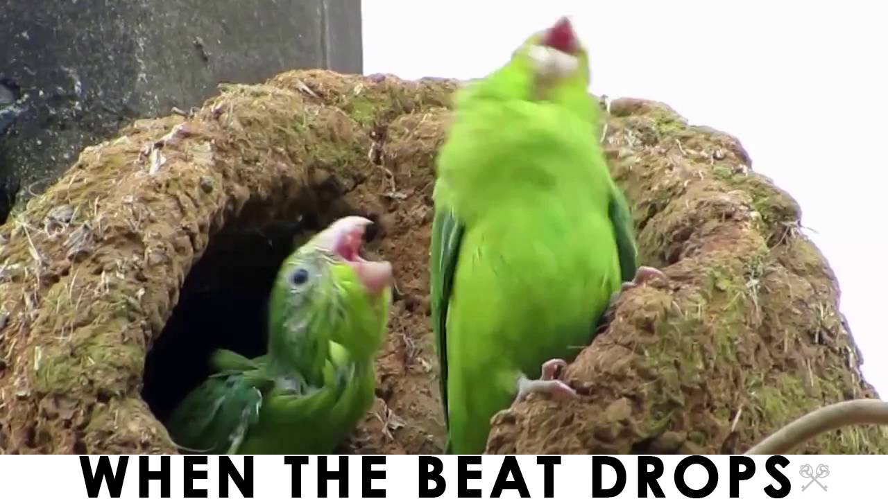 Original When The Beat Drops Green EDM Electro Bird Dance Buddies