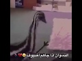 شو فوا هادد هههههههههه 