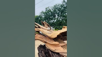 Gỗ lũa ghép lan . Thuỷ sinh #monkeysspinningmonkeys #monkey #cartoon #baby