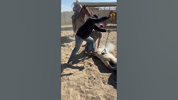 Most exciting time on the ranch! #branding #cattle #idaho #cowboys #country #beef