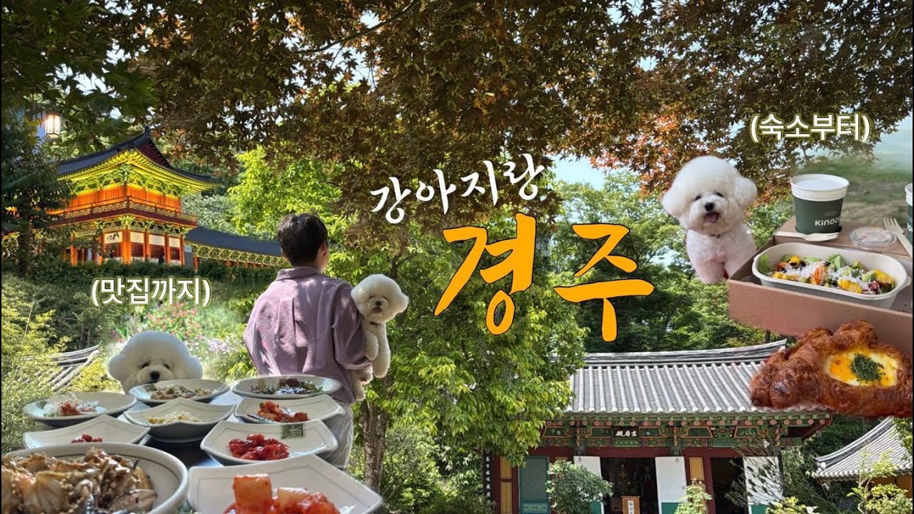 강아지랑 경주 여행(황리단길 말고 가볼 만한 곳, 키녹 시그니처룸, 애견동반 식당, 야경 명소)