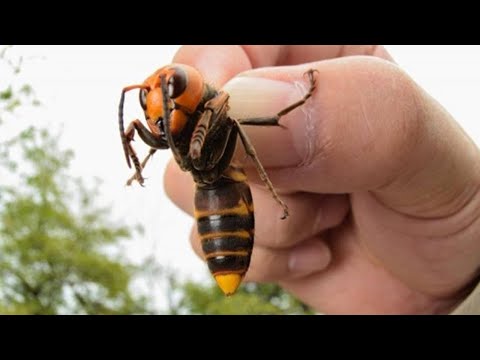 Katil Eşek Arıları Virüsten Neden Daha Tehlikeli?
