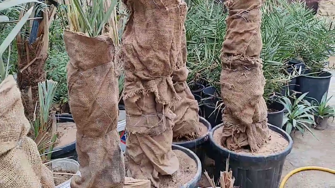 مجموعة فسائل نخيل مجذرة للبيع /الشيخ أبو نبراس