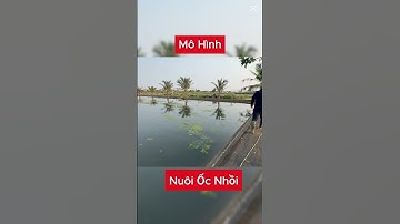 Mô hình nuôi ốc nhồi miền bắc 3000m2