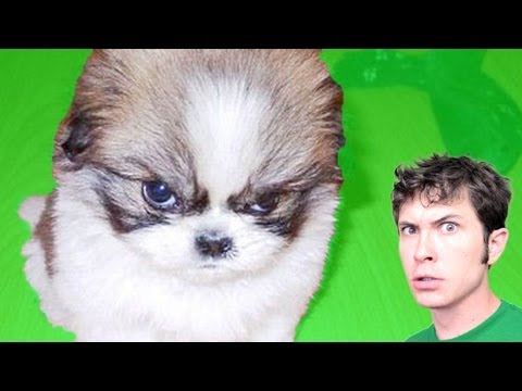 PUPPY ANGRY!!