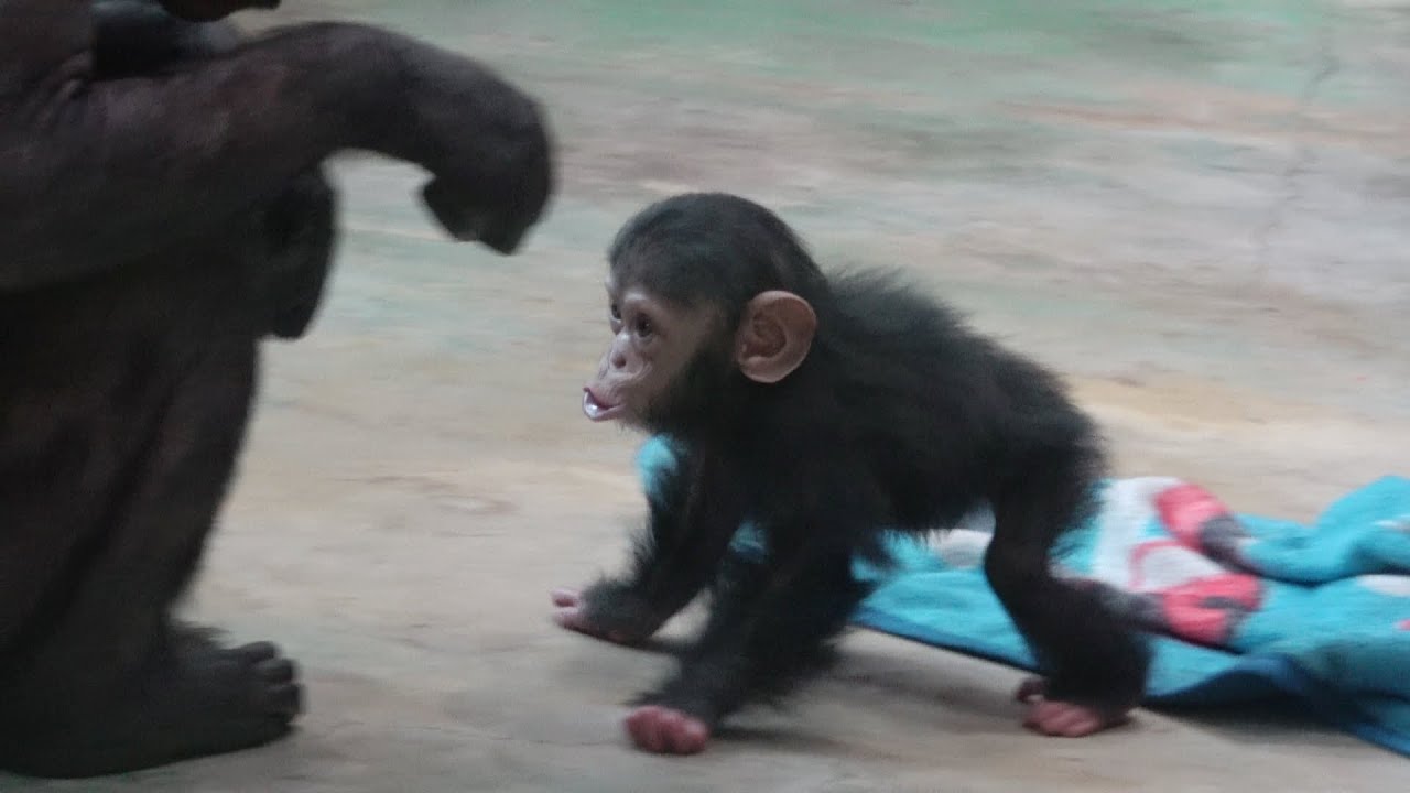 Baby EREN, "Mama, hold me"ママだっこ~ 笑蓮ちゃん チンパンジー 旭山動物園