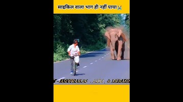 elephant attack 2023🥺 elephant attack New video #shortfeed #shortvideo #viral #trending
