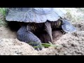 Trachemys scripta elegans laying eggs