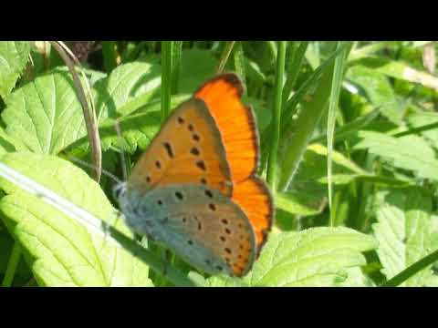 Видео: Как да организираме изложба на пеперуди