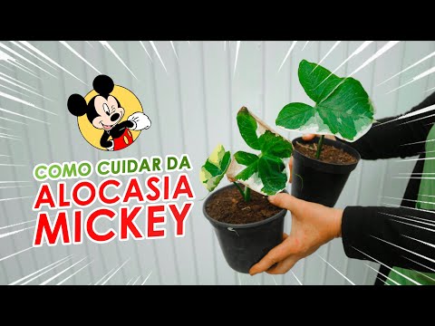 Vídeo: Cuidados com as plantas do Mickey Mouse - Como cultivar plantas do Mickey Mouse