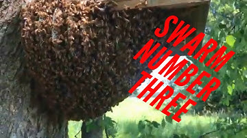 Checking the swarm traps.We got another one!