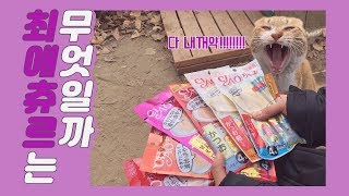 (길냥이) 고양이들이 제일 좋아하는 츄르는 무엇일까? 츄르리뷰