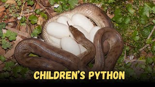 Children’s Python is the best Friendly Pet Snakes Buying Cost, Diet, Care Sheet Guide for Beginners