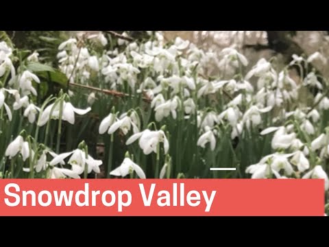 Snowdrop Valley, Exmoor | February 2022