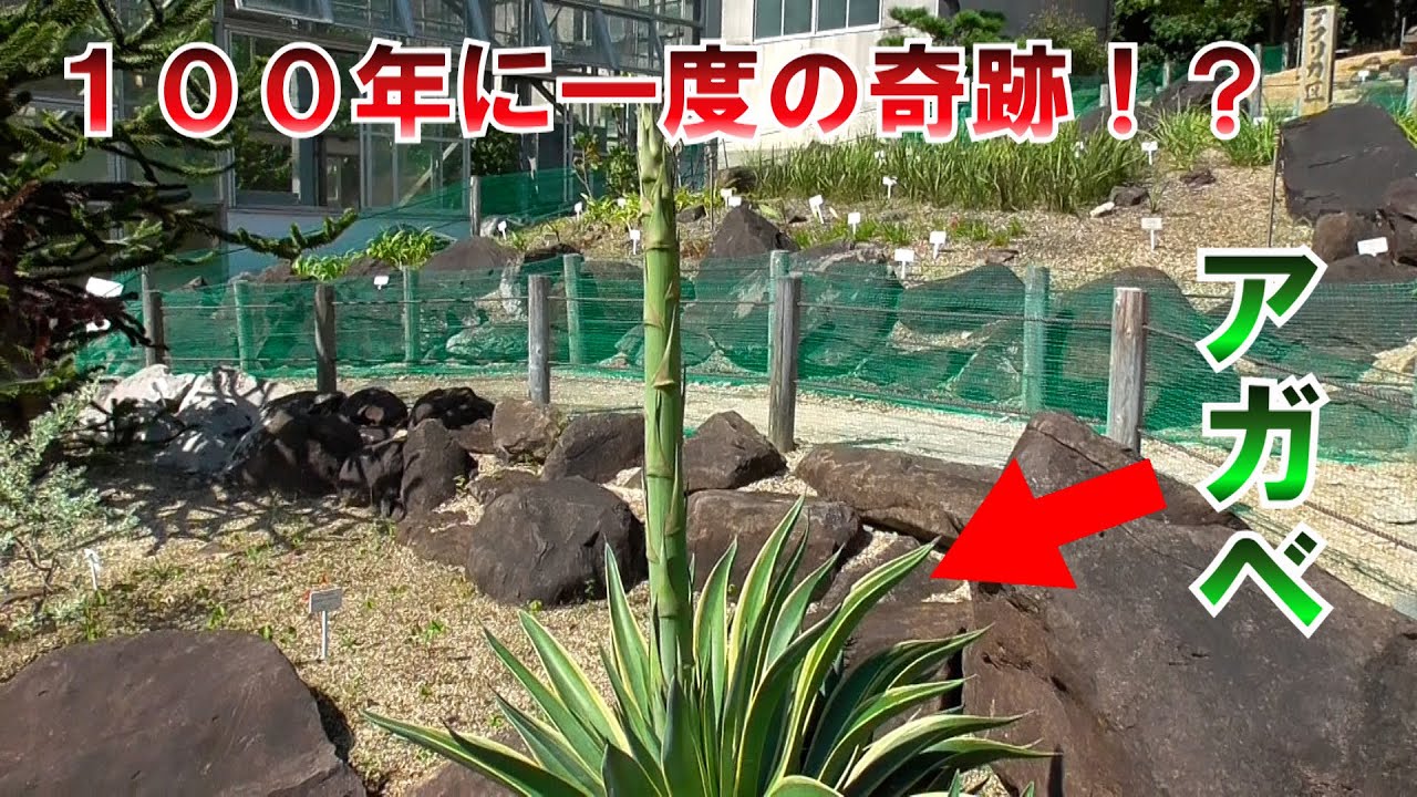 100年に1度咲く花、、、、Agave 苗木 【アガベ】100年に一度