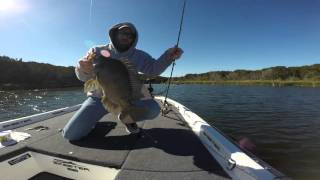 Tilapia Squaw 12182015