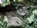 С НОВЫМ ГОДОМ ! Приключения кота-  ЁЛКОКОТ и его увлечения) Кот на ёлке и с пылесосом.