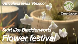 Skirt like Bladderworts, Flower Festival || Utricularia livida || time lapse || Carnivorous Plants
