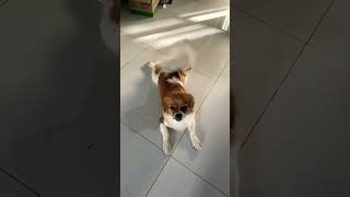   Below  feed shorts doglover puppy love pets cute bestfeed cutedog doggo