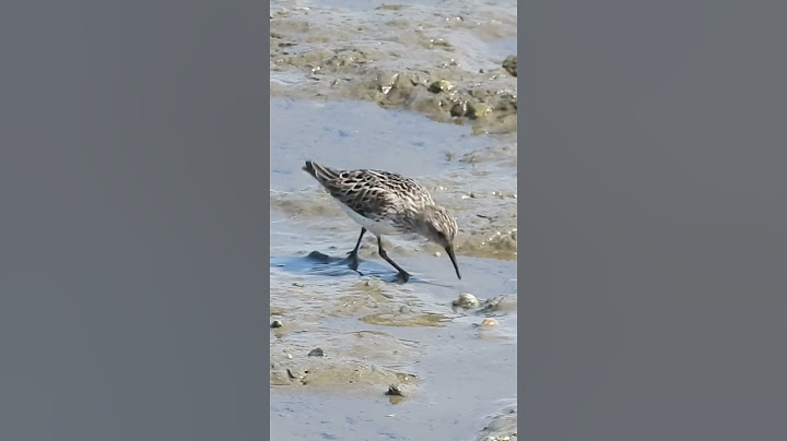 Sand piper along the North River in Marshfield, MA #birding #cute #aww