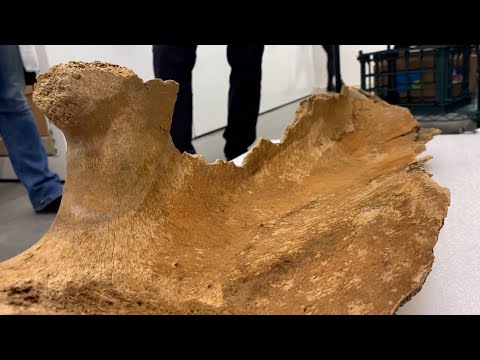 Ice Age mammoth bone found by Alberta woman out walking her dogs
