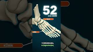 İnsan Vücudunda Kaç Kemik Var? Ayaktaki Kemik Sayısını Duyunca Şaşıracaksın