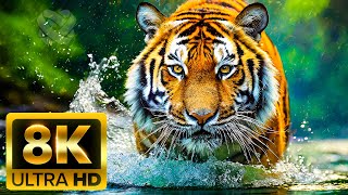 8K VIDEO ULTRA HD [60FPS]  Free Documentary Wildlife With Relaxing Music