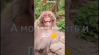 ДА ИЛИ НЕТ 😳 #а4 #brother #rek #майнкрафт #monkey #tiktok #роблокс #omega #браток #ещкере