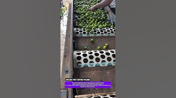 Amazing Fruit Sorting Machine | Automatic Lime and Citrus Grading Technology. #shorts