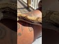 Boa Vibes #petcare #snake #video #vibes #boas