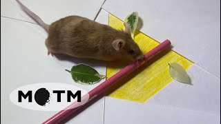 [MV] 이달의 쥐 (MOTM) ver. 'ViViD' - HeeJin