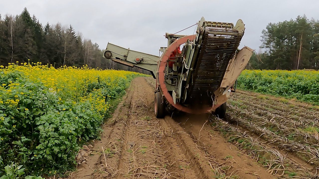 🥔RUDOLPH z Agrico Polska🥔 kolejna odmiana na gospodarstwie, wykopki ziemniaka jadalnego podlaskie