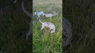 Adstaff Dalmatians in the paddock